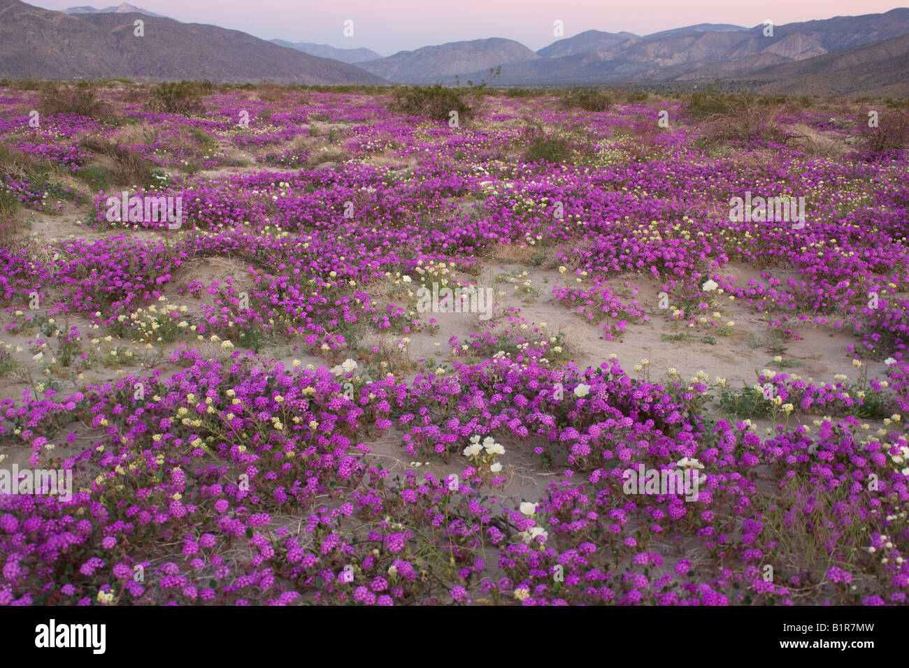 Wildflowers Anza Borrego Desert State Park California Stock Photo Alamy