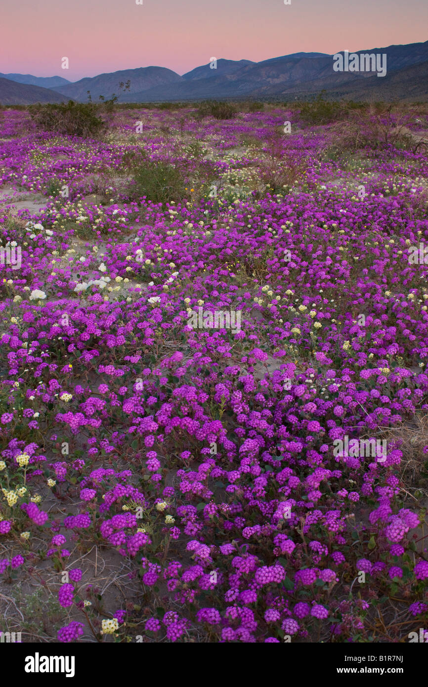 Wildflowers Anza Borrego Desert State Park California Stock Photo Alamy
