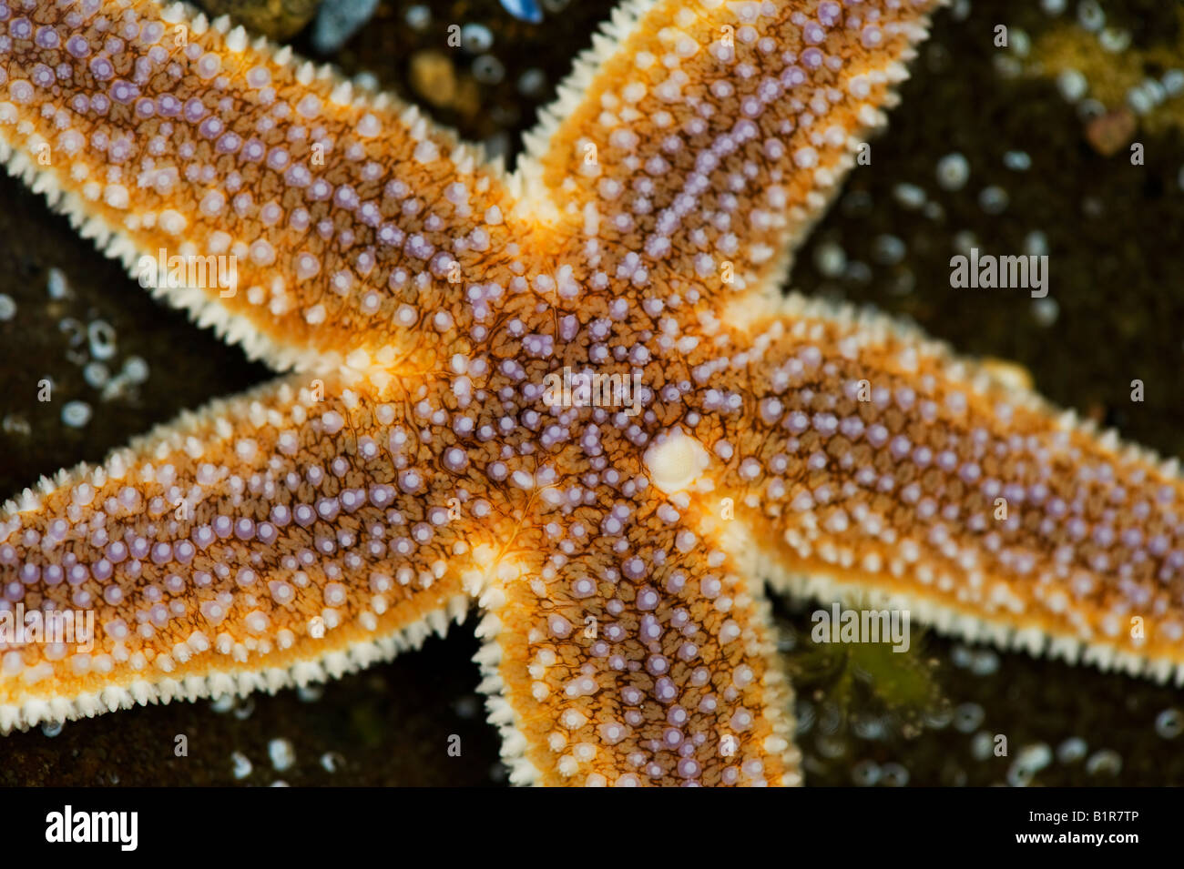 Starfish on a rock. Scotland Stock Photo
