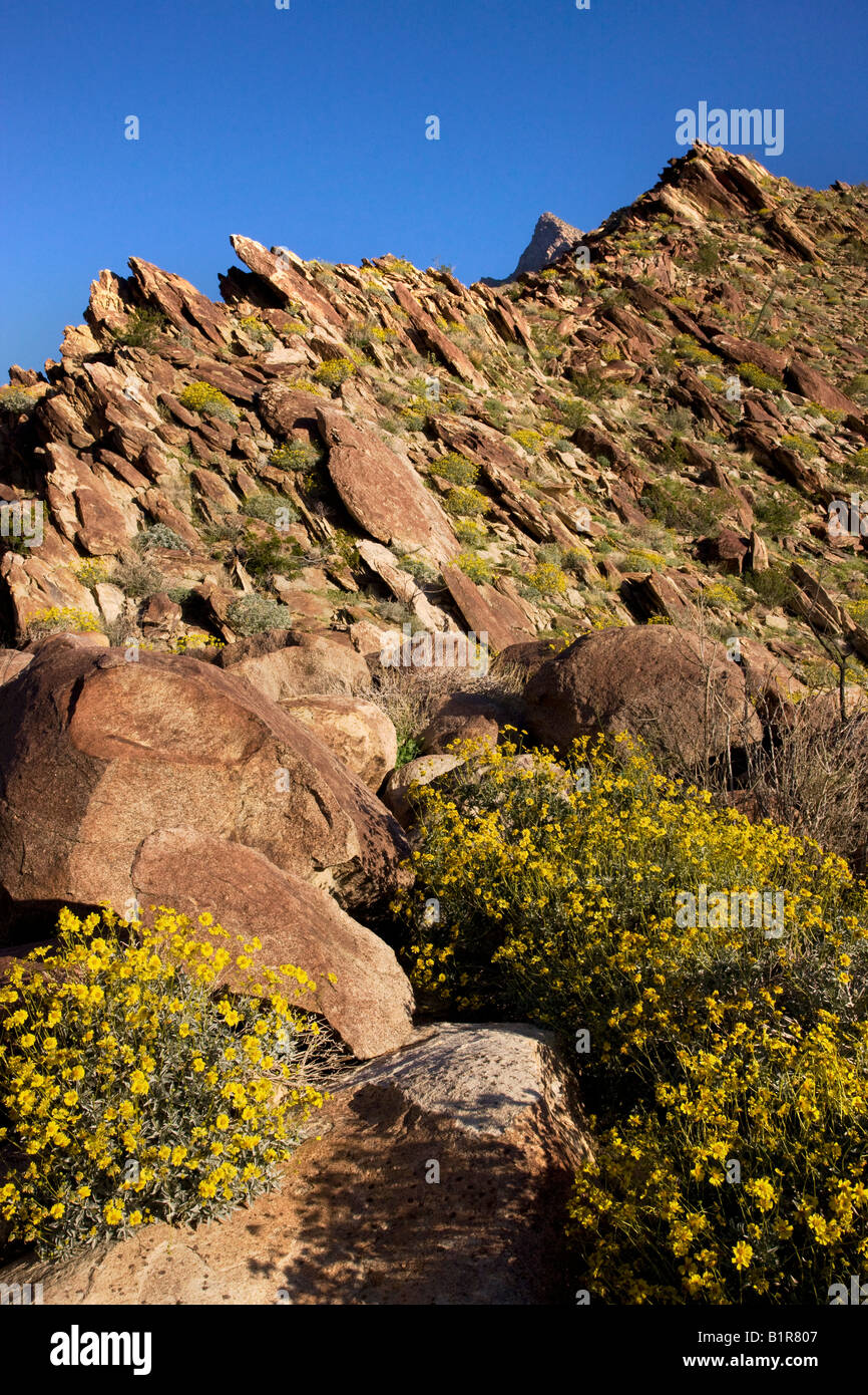 Brittlebush Encelia farinosa wildflowers in Borrego Palm Canyon Anza Borrego Desert State Park California Stock Photo