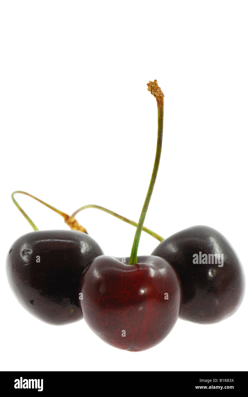 Cerasus avium black cherry Stock Photo