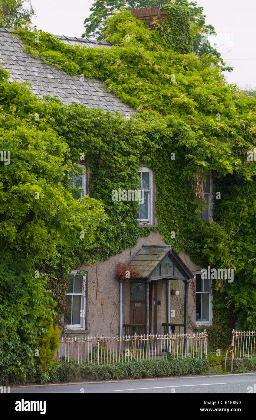 Exterior of detached house covered in ivy at Talgarth Powys Wales UK EU