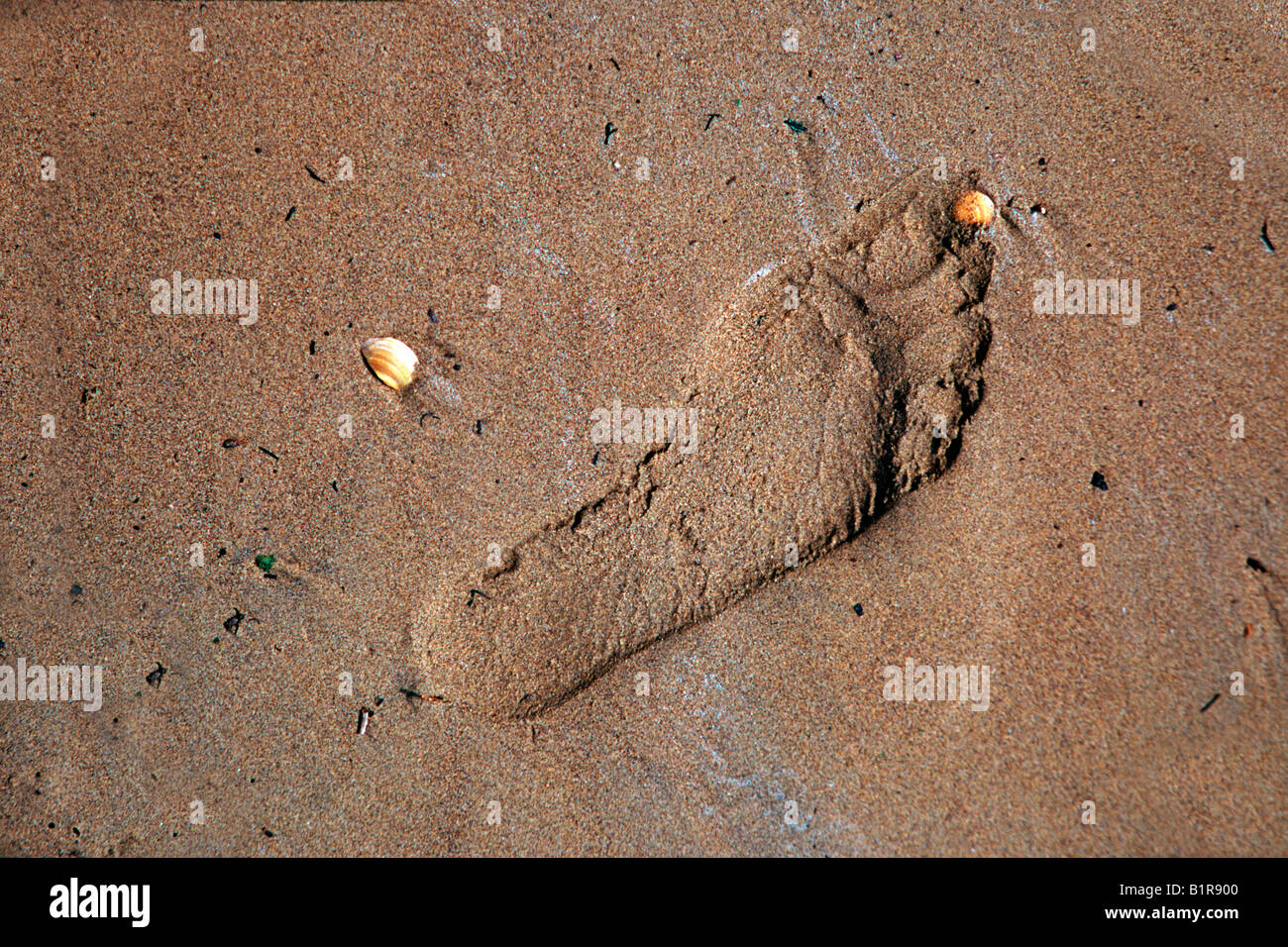 footprint on sand with shells around Stock Photo