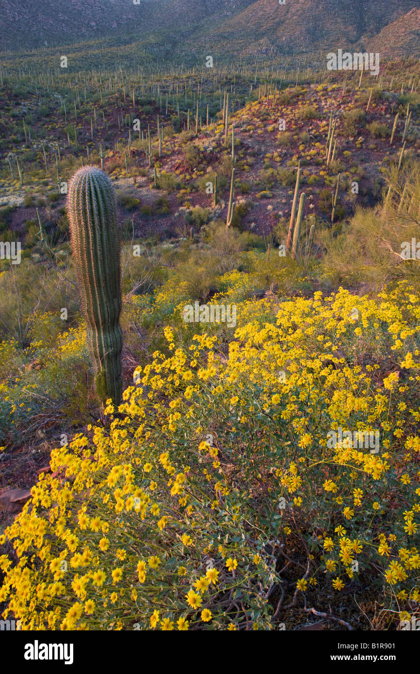Saguaro Cactus and wildflowers including brittlebush in Saguaro West