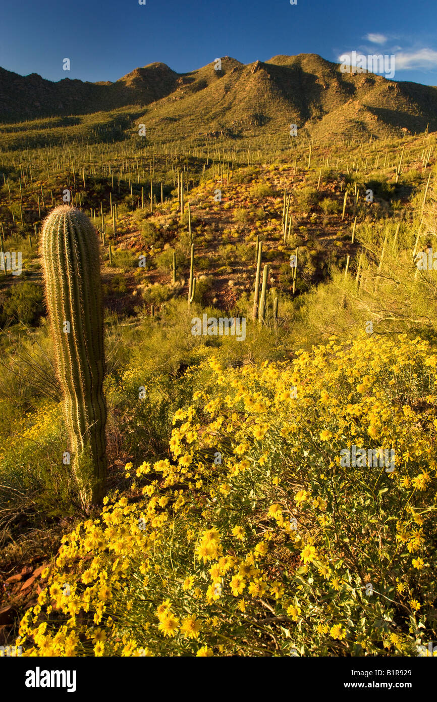 Saguaro Cactus and wildflowers including brittlebush in Saguaro West ...