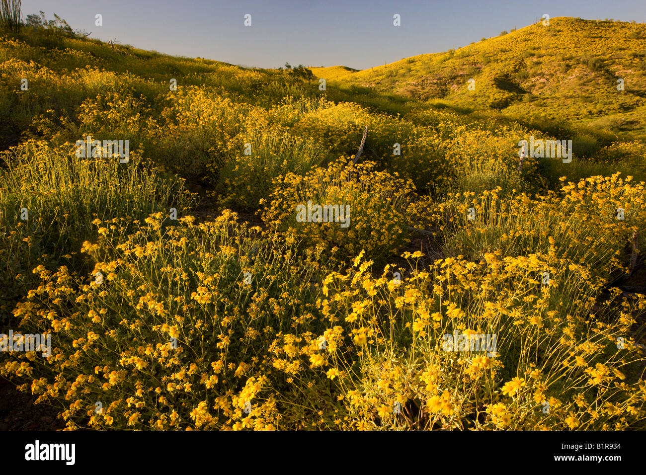 Brittlebush wildflower hires stock photography and images Alamy