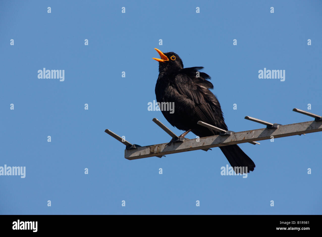 Blackbird Turdus merula Male singing Scotland Stock Photo