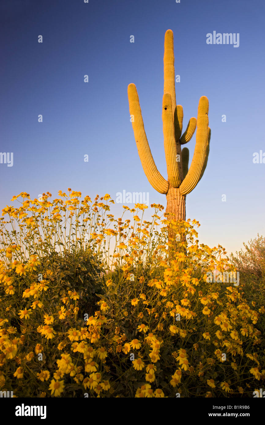 Saguaro cactus and brittlebush wildflowers in McDowell Mountain Regional Park near Fountain Hills Ariziona Stock Photo