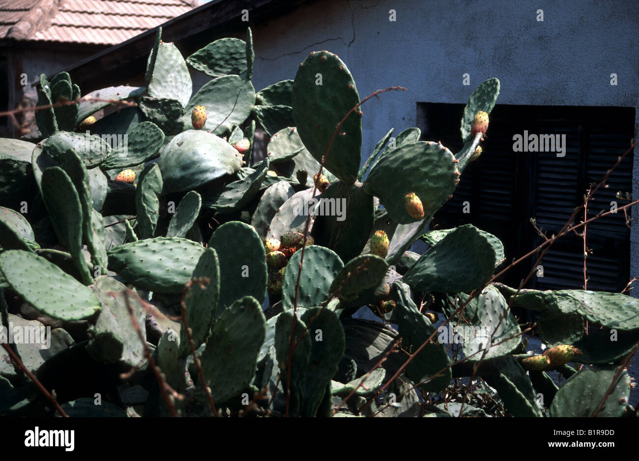 Cactus Plant with Orange and Yellow Cactus Fruits, Prickly Pear, Spiny