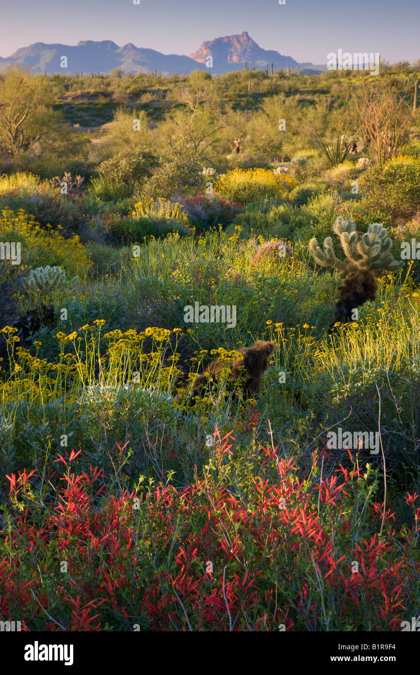Wildflowers and cactus at McDowell Mountain Regional Park near Fountain Hills outside of Phoenix Arizona Stock Photo