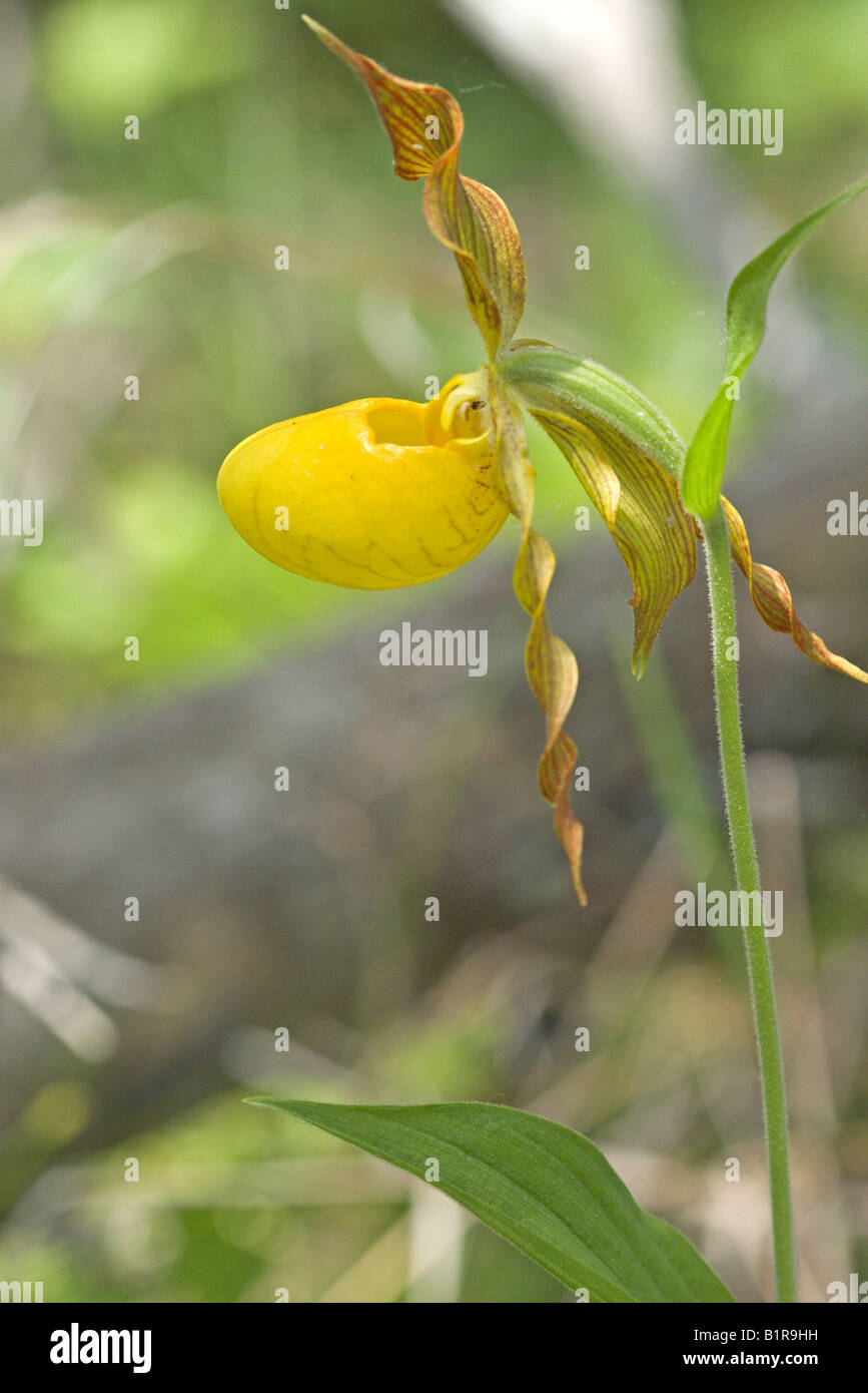 Large Yellow Lady Slipper Cypripedium calceolus Stock Photo