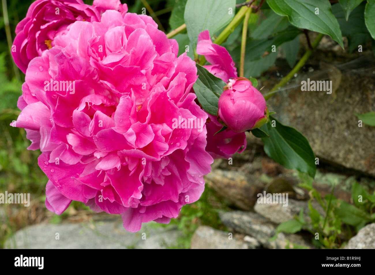 giant 'Common Peony' 'Paeonia officinalis' and bud after the rain Stock Photo