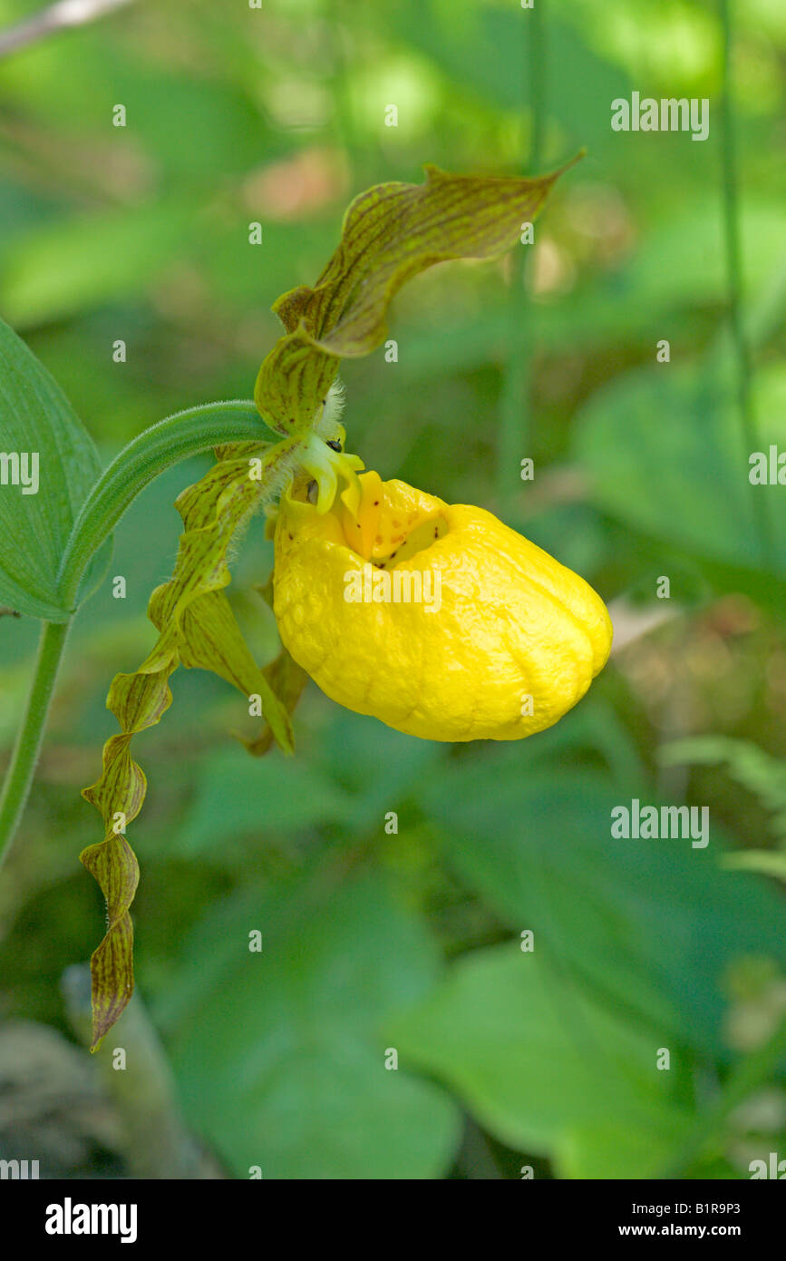 Large Yellow Lady Slipper Cypripedium calceolus Stock Photo