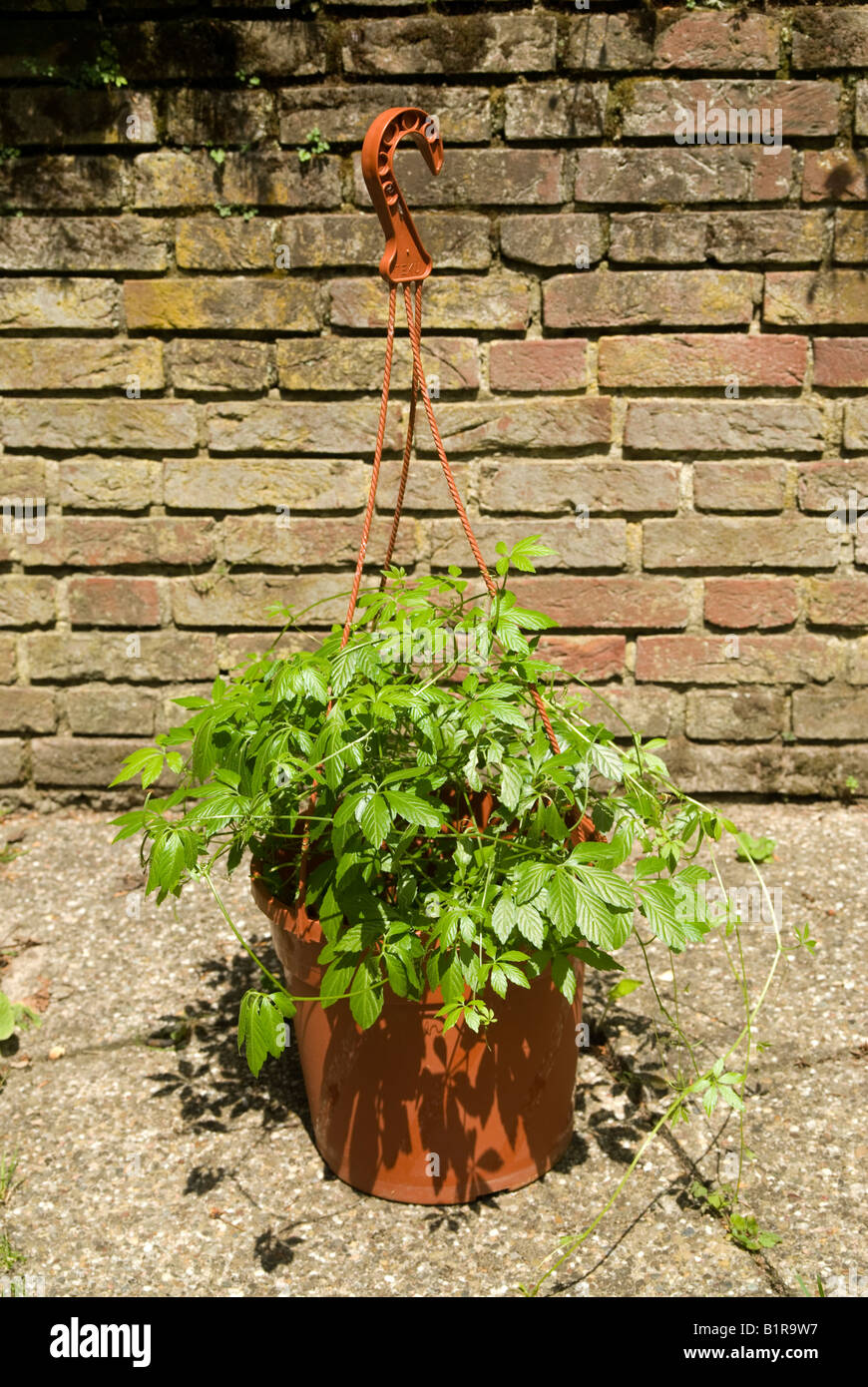 Gynostemma pentaphyllum hi-res stock photography and images - Alamy