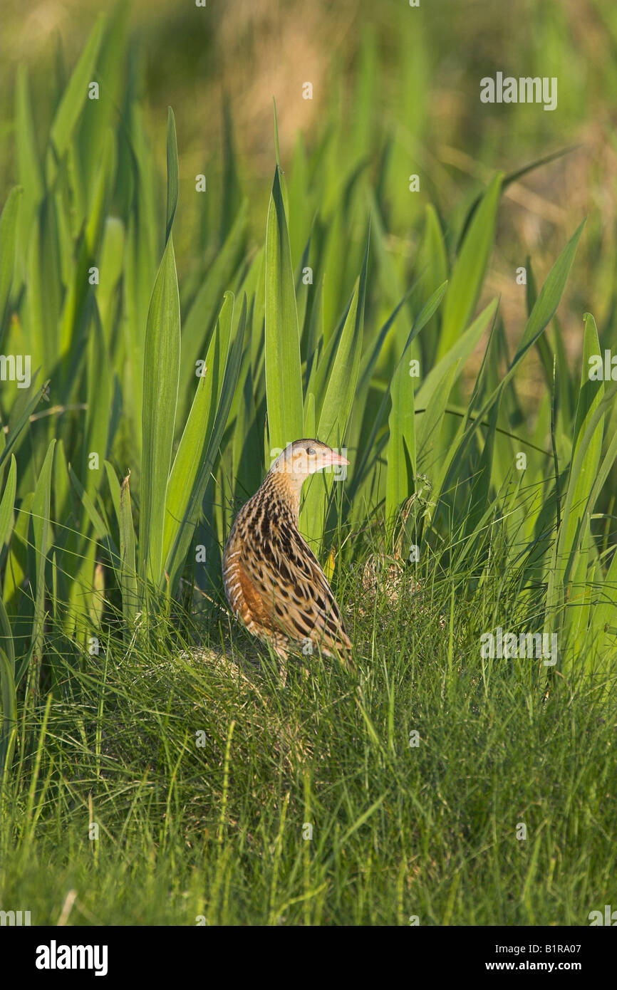 Corncrake Crex crex standing by Flag Iris on North Uist, Outer Hebrides, Scotland in May. Stock Photo