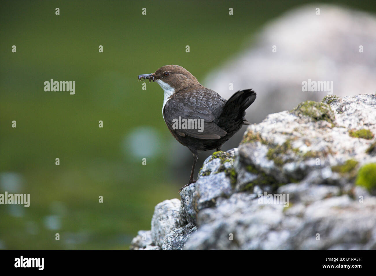 Dipper Cinclus cinclus perched on rocks with food in beak on Mull, Scotland in May. Stock Photo