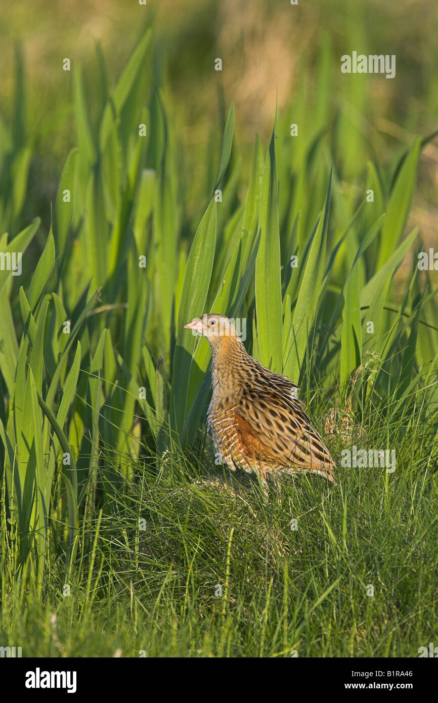 Corncrake Crex crex with ruffled feathers by Flag Iris on North Uist, Outer Hebrides, Scotland in May. Stock Photo