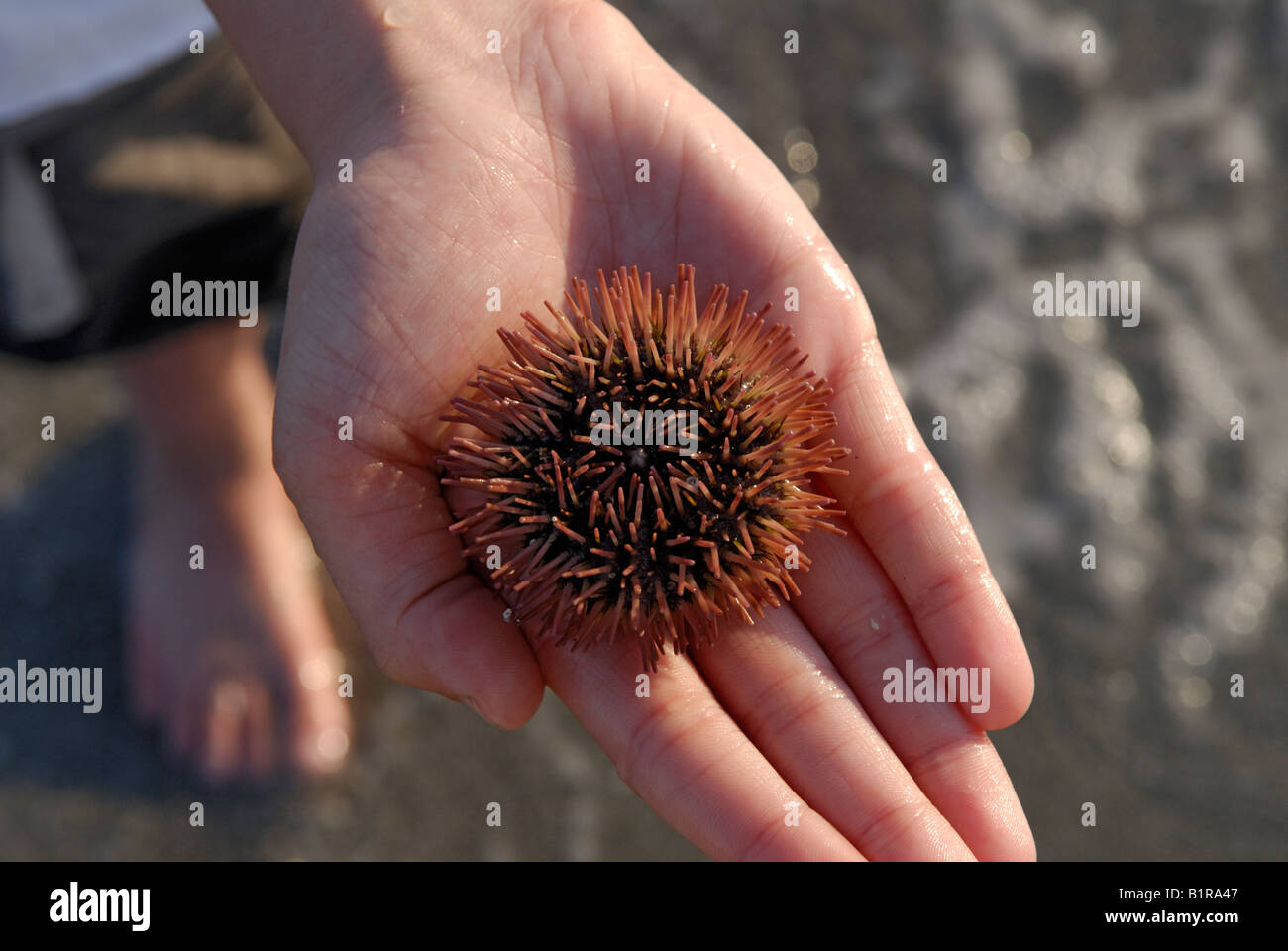Boy holding a live variegated urchin Lytechinus variegatus on a beach Sanibel Island Florida Gulf Coast Stock Photo