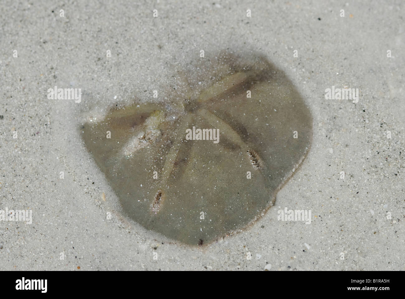 Keyhole sand dollar hi-res stock photography and images - Alamy