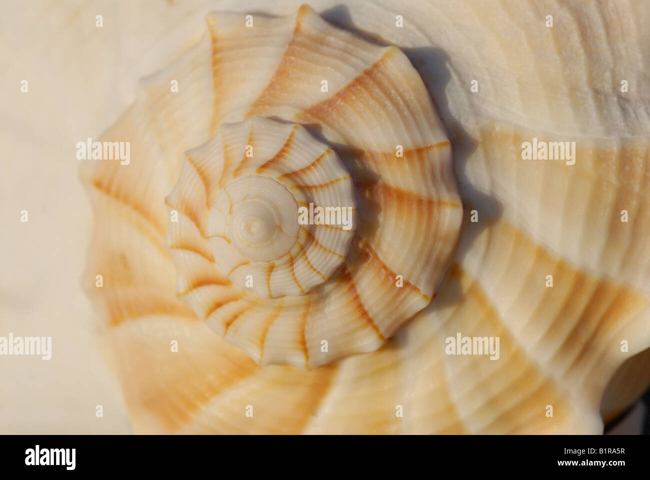 Lightning whelk Busycon contrarium shell close up of apex spiral Sanibel Island Florida Stock Photo