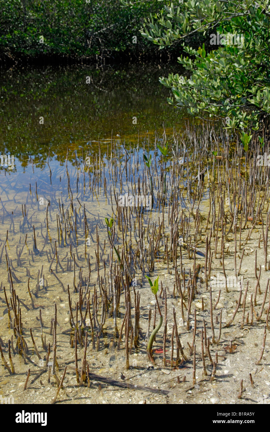 Black mangrove Avicennia germinans roots Stock Photo