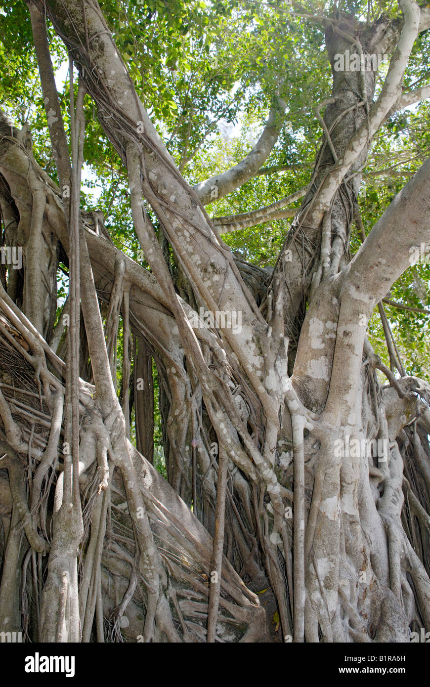An old strangler fig Ficus aurea The original host tree within the parasitic strangler is not even visible anymore Stock Photo