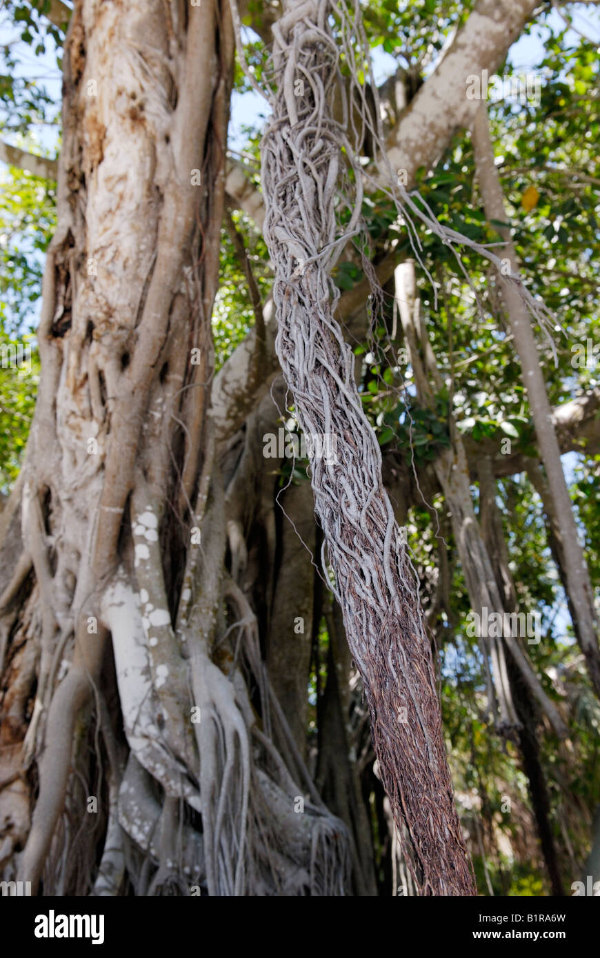 Aerial roots dangling from an old strangler fig Ficus aurea Stock Photo