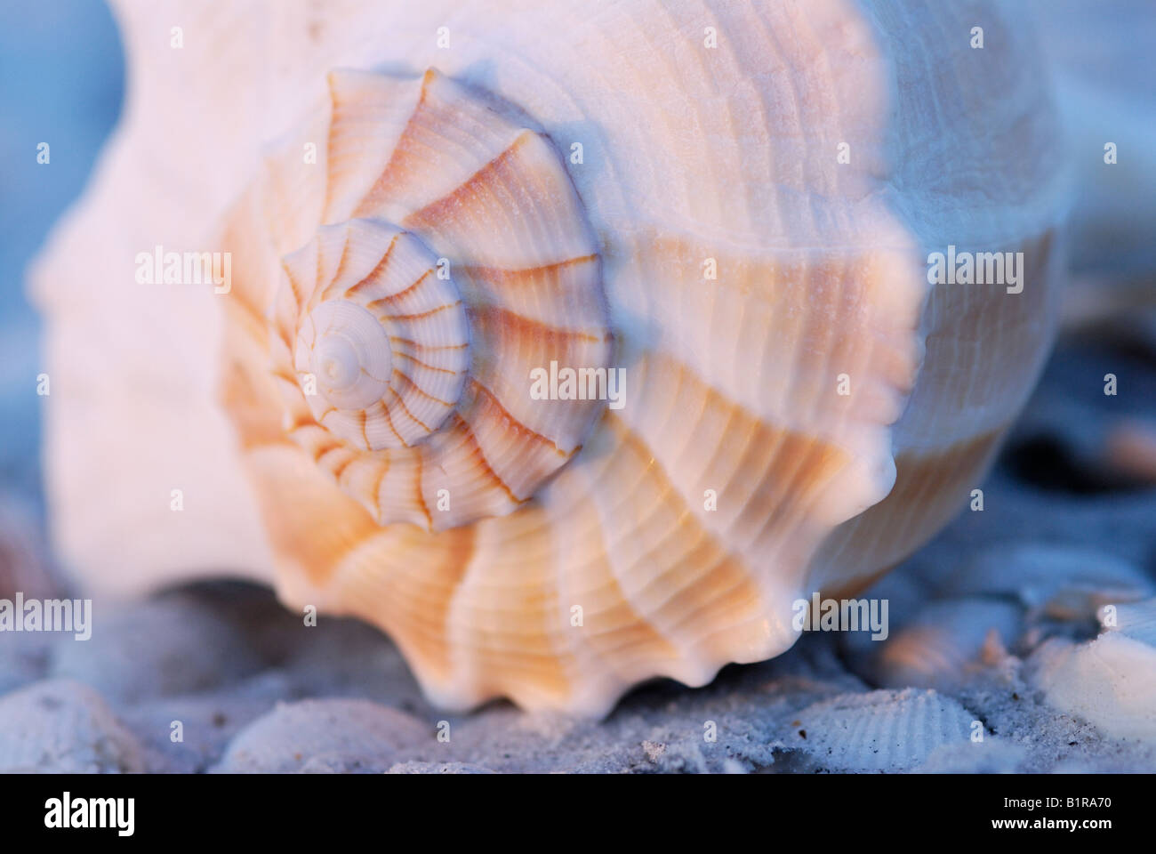Lightning whelk Busycon contrarium shell close up of apex spiral with dawn light Sanibel Island Florida Stock Photo