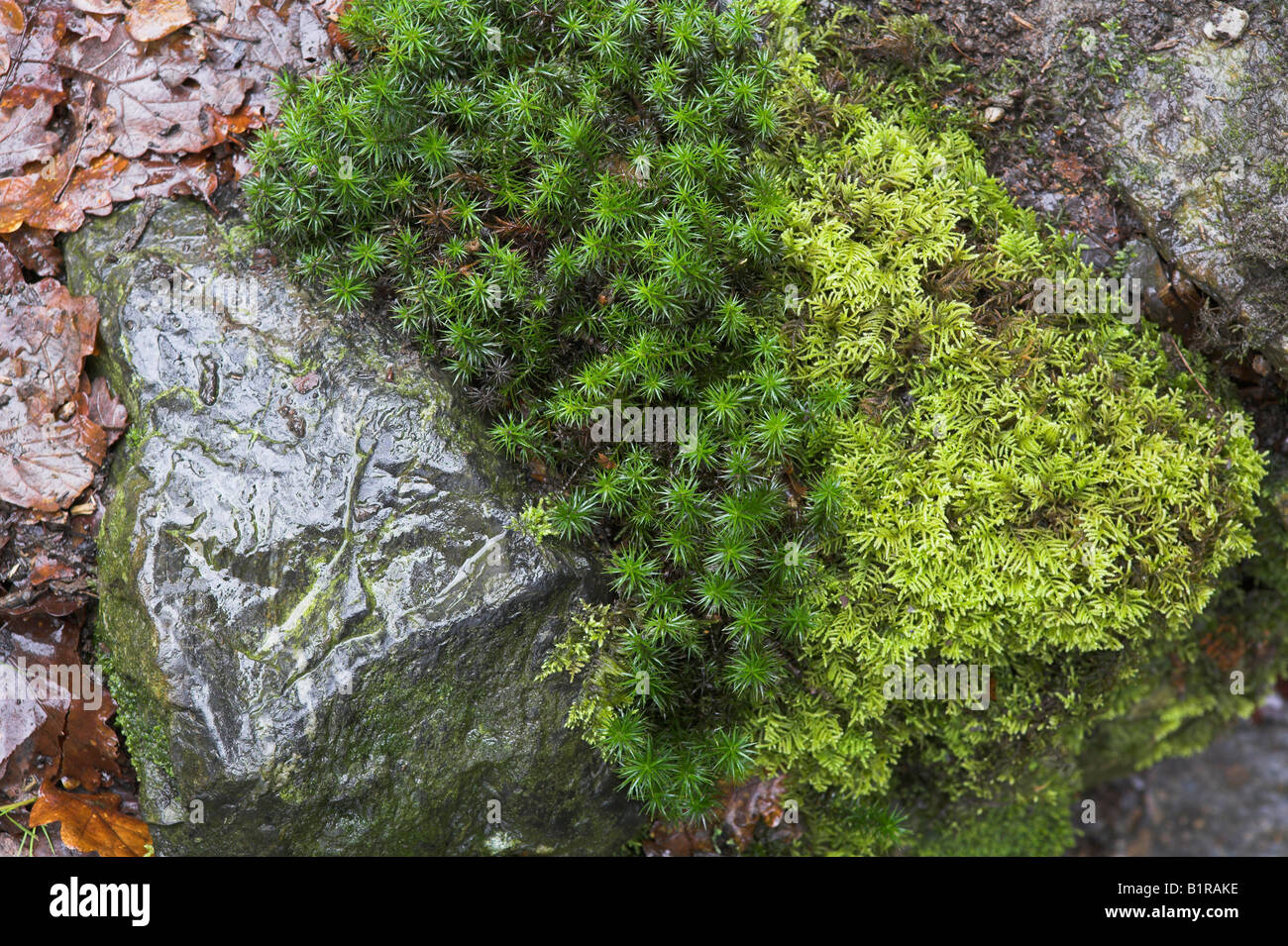 Polytrichum formosum & Hyocomium armoricum attached to rocks alongside stream in Yarner Wood, Devon in January. Stock Photo