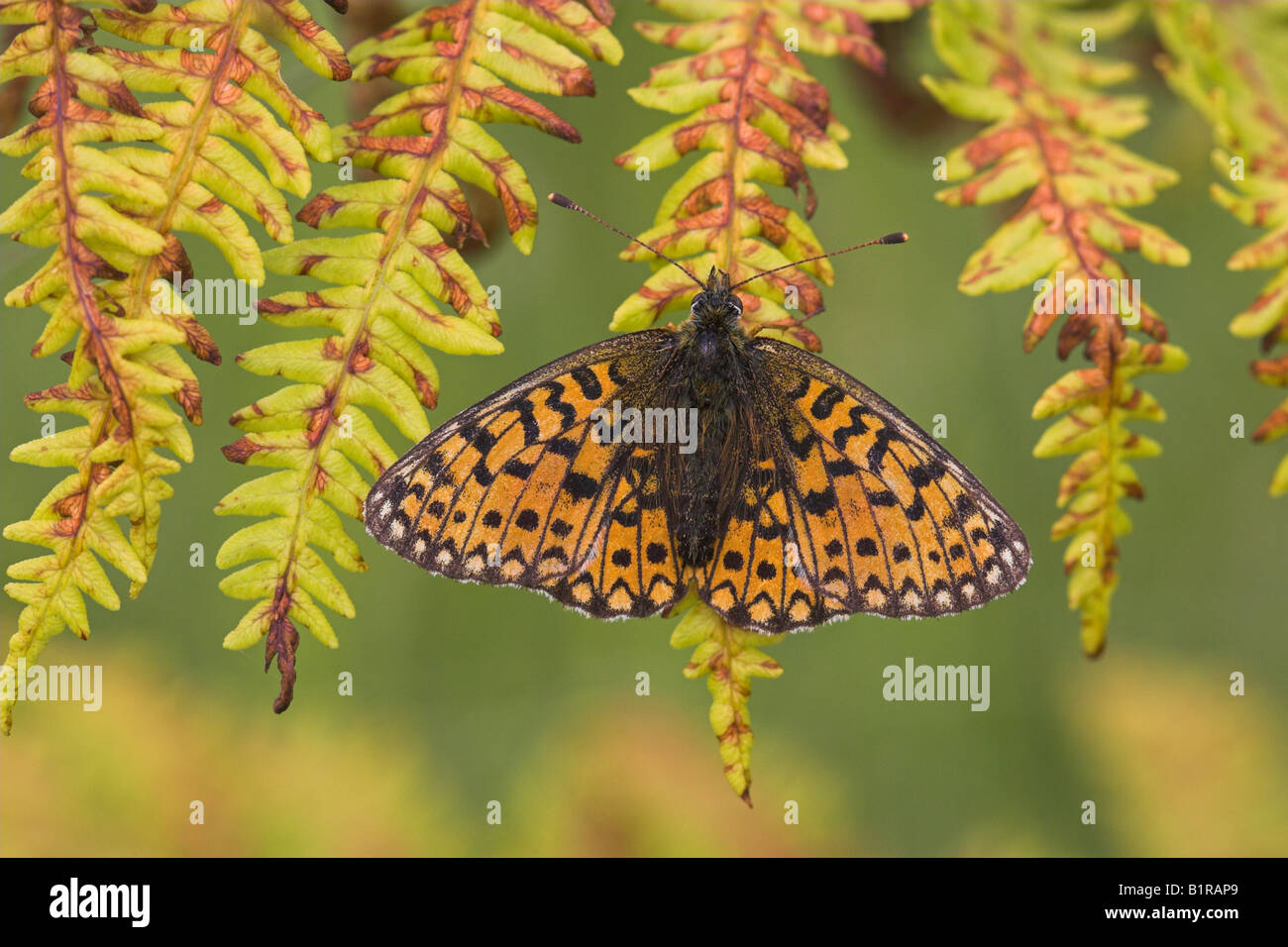 Small Pearl-bordered Fritillary Boloria selene butterfly perched on bracken with wings open in June. Stock Photo