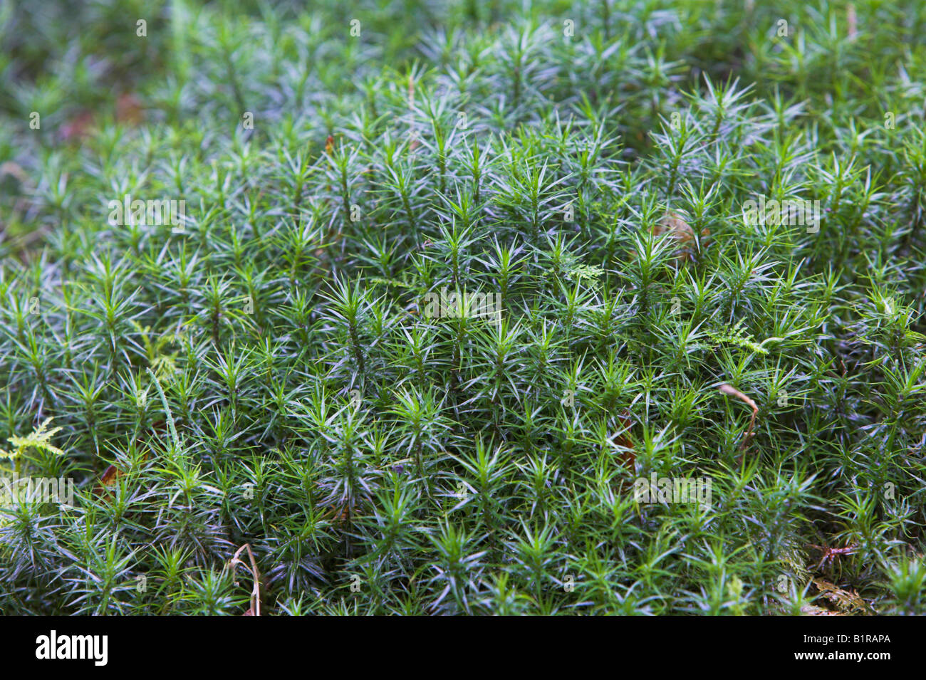 Polytrichum formosum close-up in Yarner Wood, Devon in January. Stock Photo
