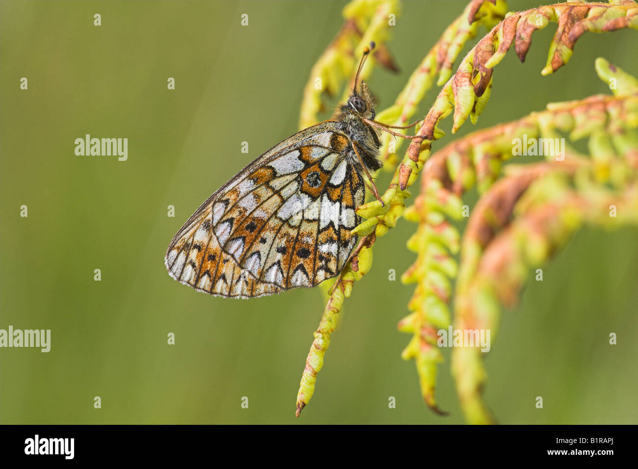 Small Pearl-bordered Fritillary Boloria selene butterfly perched on bracken with wings closed in June. Stock Photo