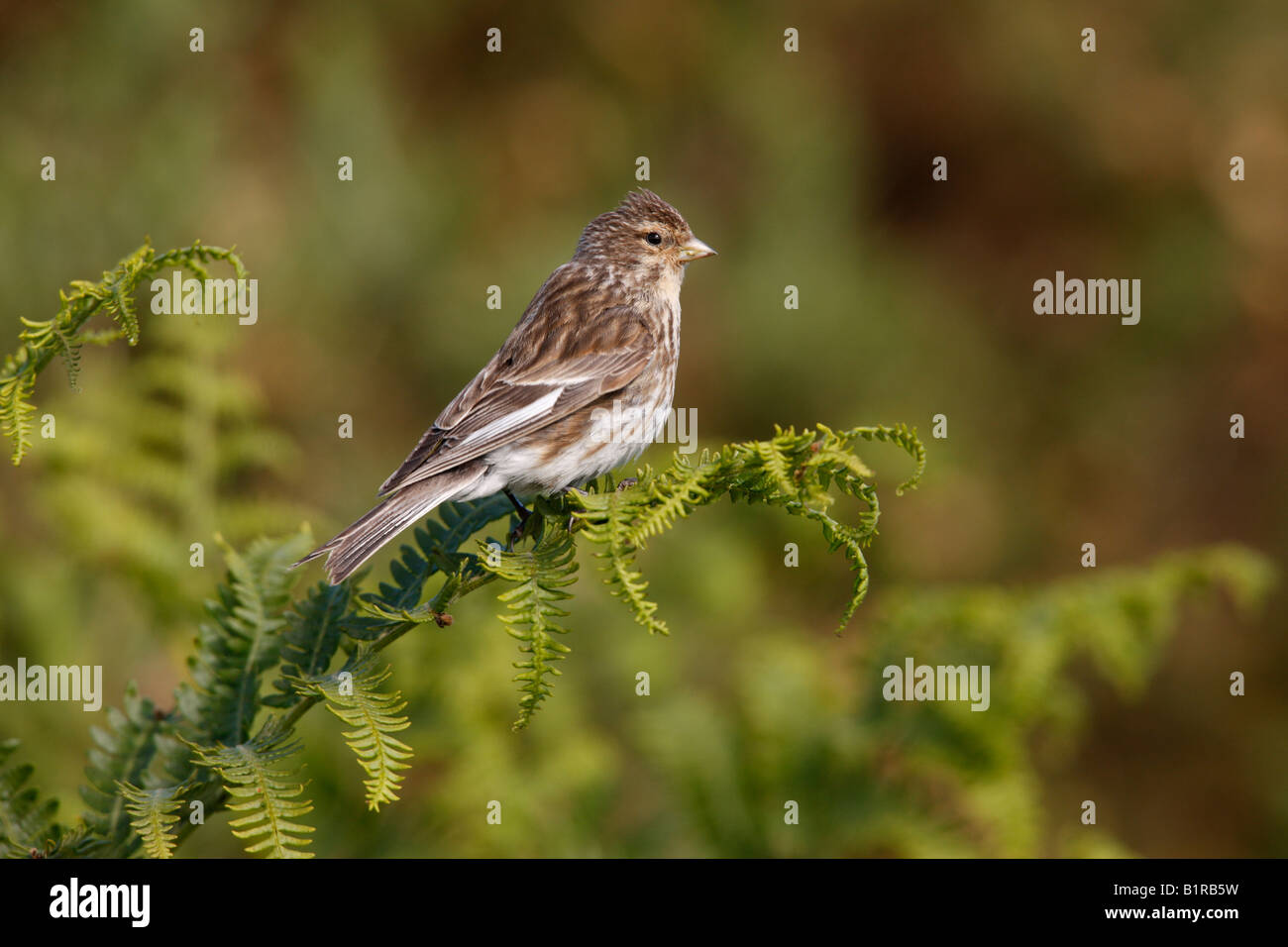 Twite Carduelis flavirostris summer Scotland Stock Photo