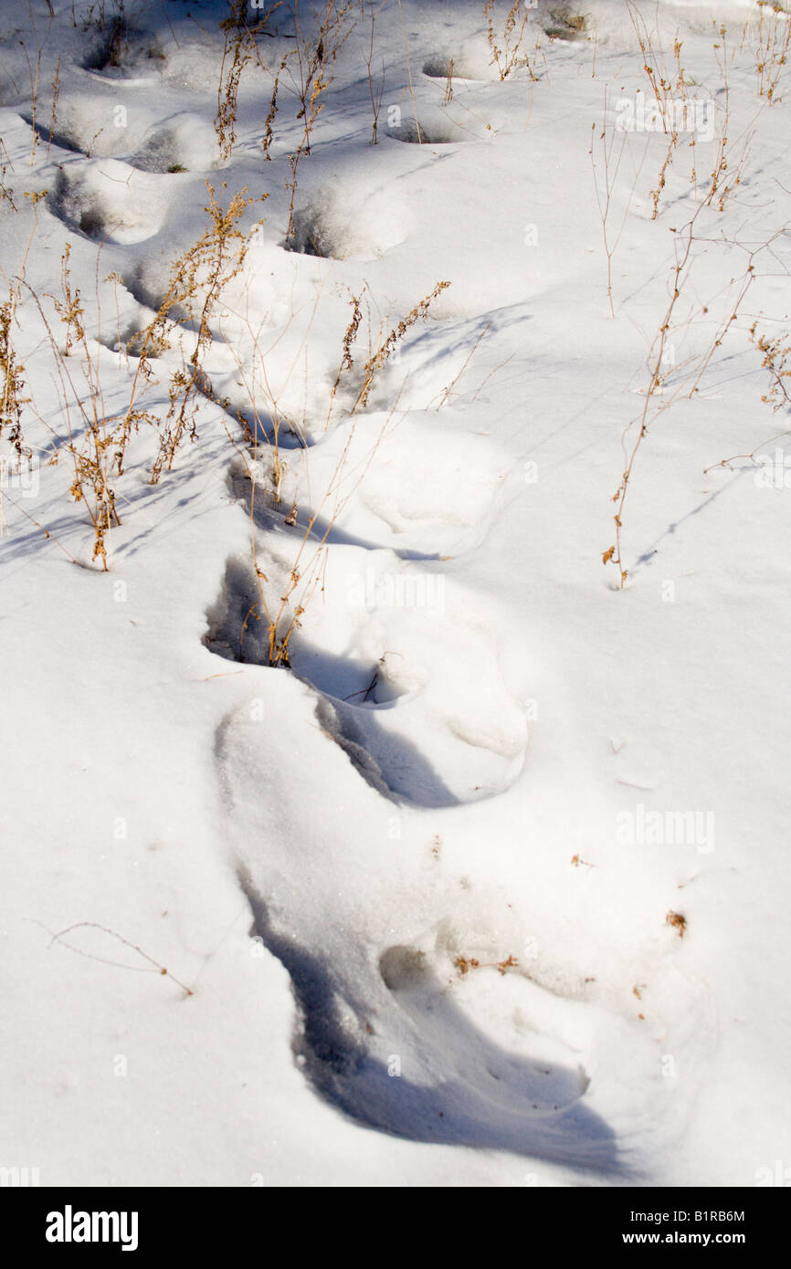 human footprints in the deep snow Stock Photo - Alamy