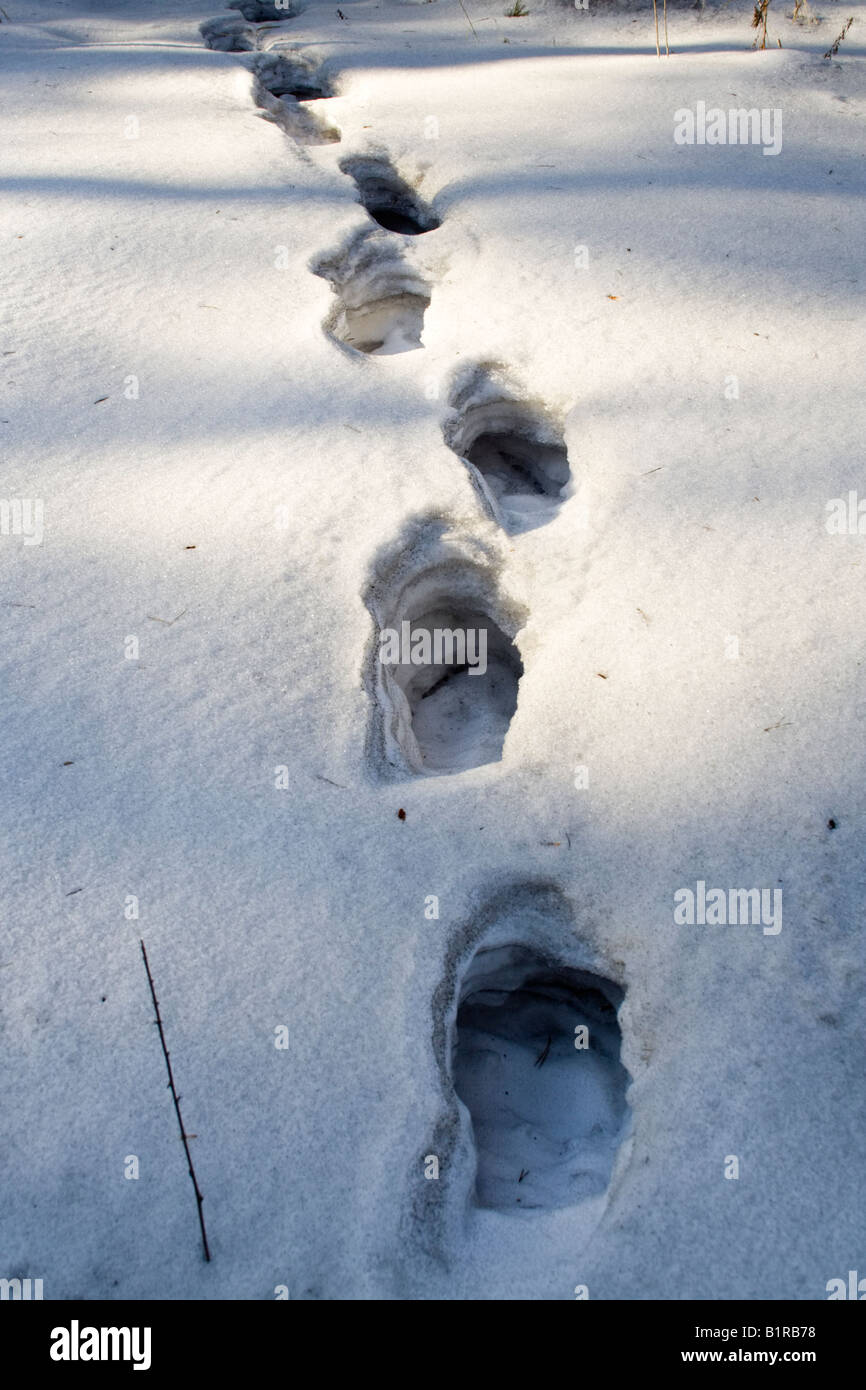human footprints in the deep multi layer snow Stock Photo - Alamy