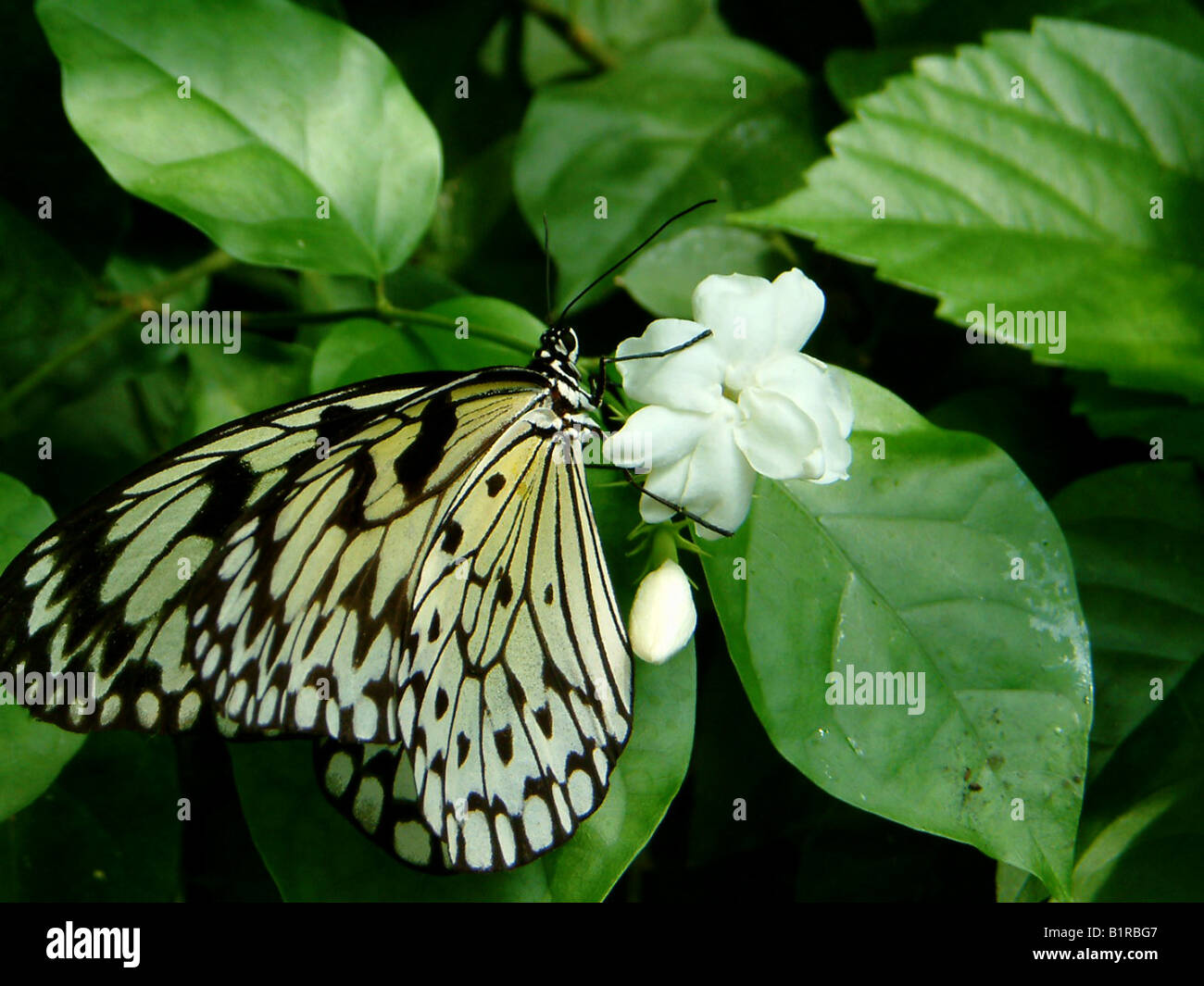 Rice paper butterfly close up Stock Photo