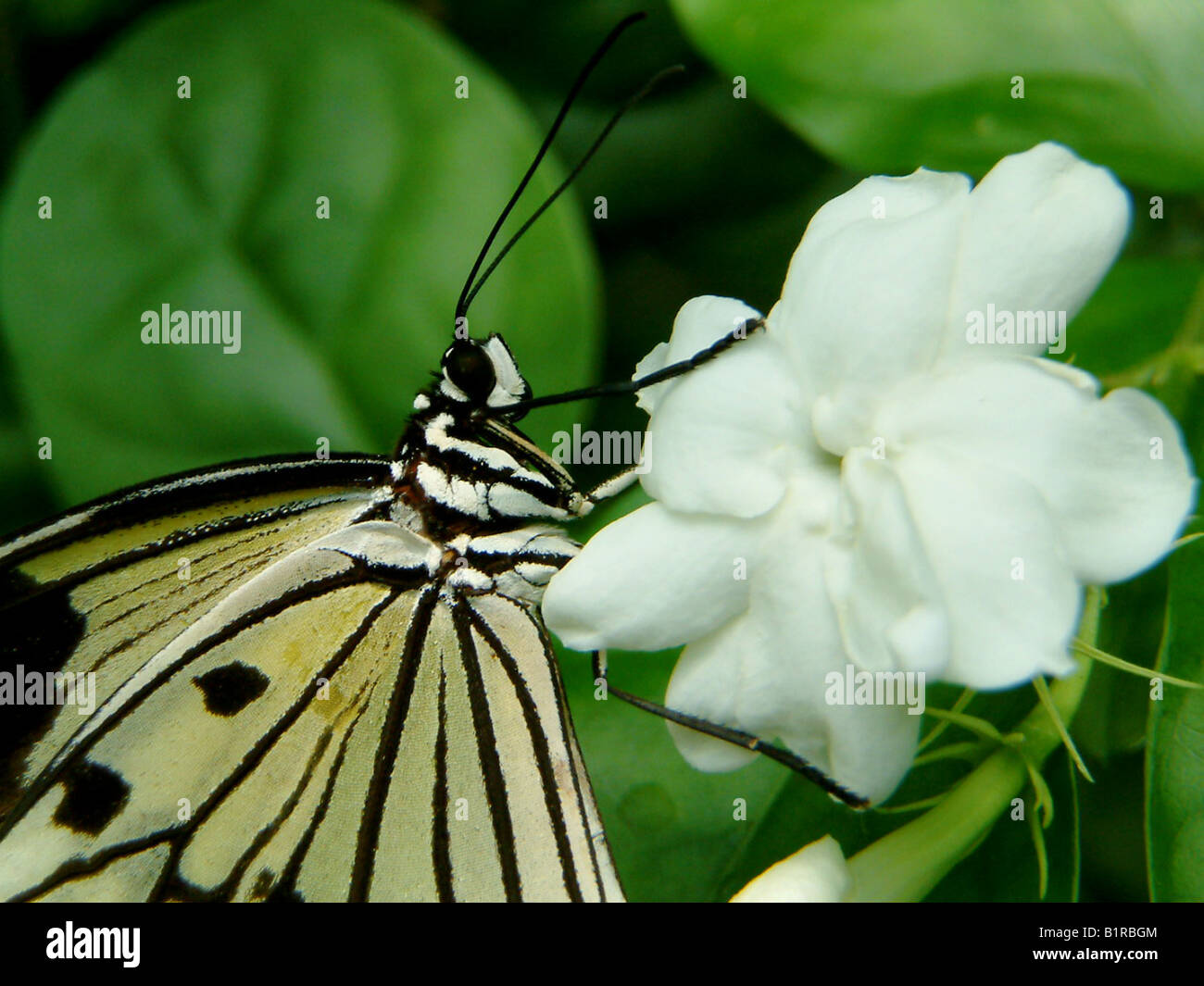 Rice paper butterfly close up Stock Photo