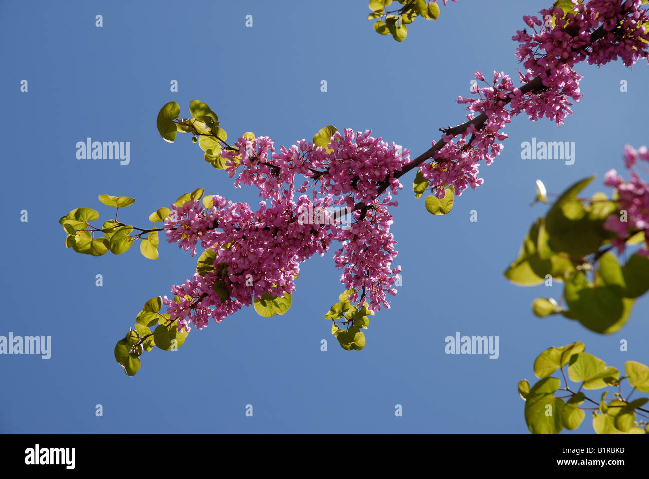 Judas Tree, Cercis siliquastrum, in flower Stock Photo