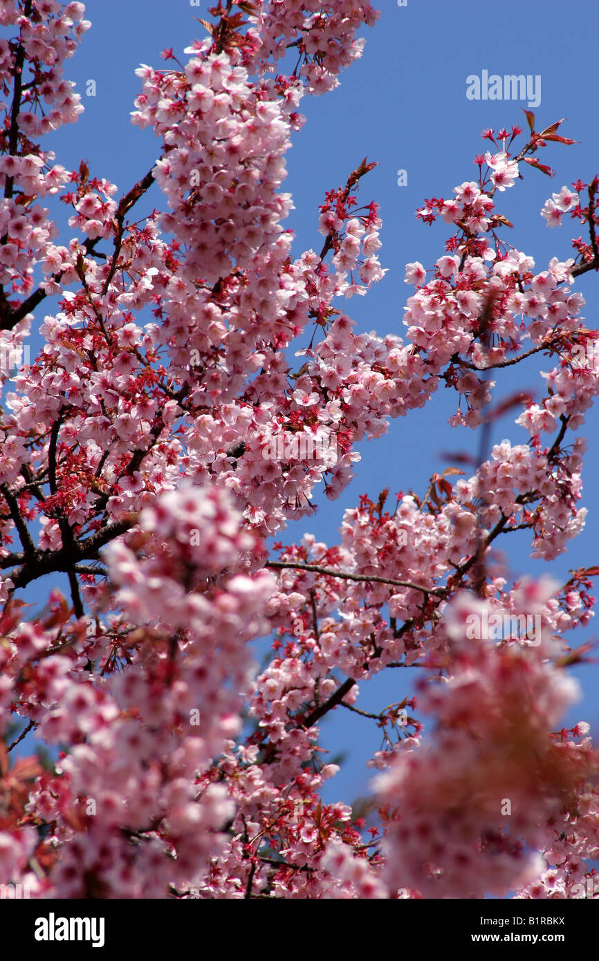 Cherry Tree Blossom at Shinjuku Gyoen National Garden Tokyo Japan Stock ...