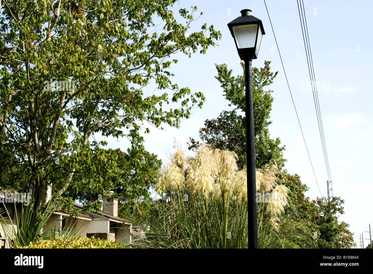 A street lamp under power lines with Pampas grass behind it in Ponte Vedra Beach, Florida Stock Photo
