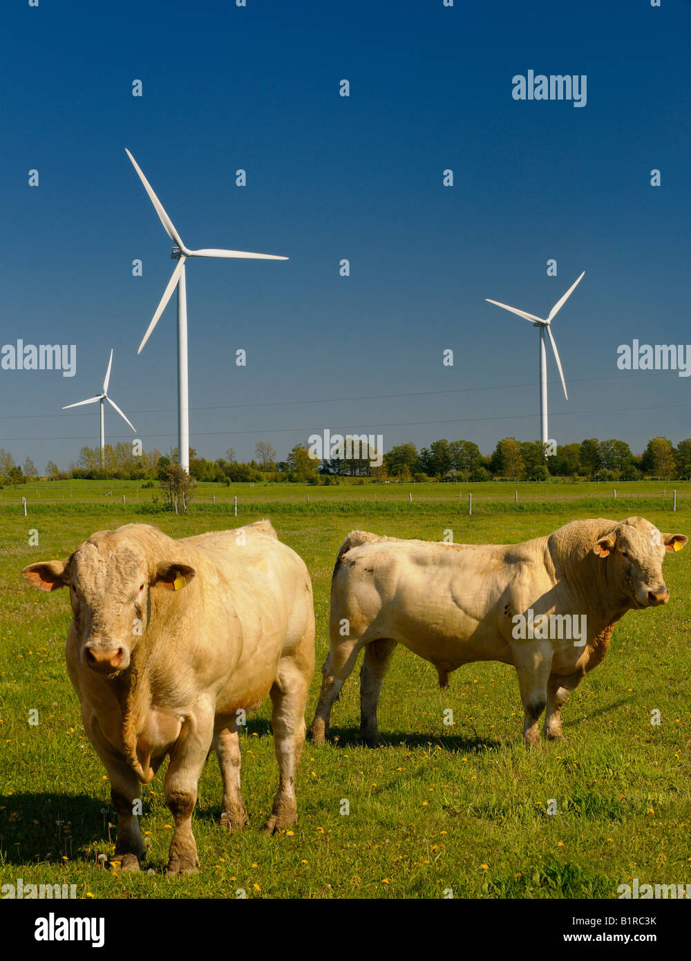 Bulls in a field with three turbines of the Ferndale Wind Farm Bruce Peninsula Ontario Stock Photo