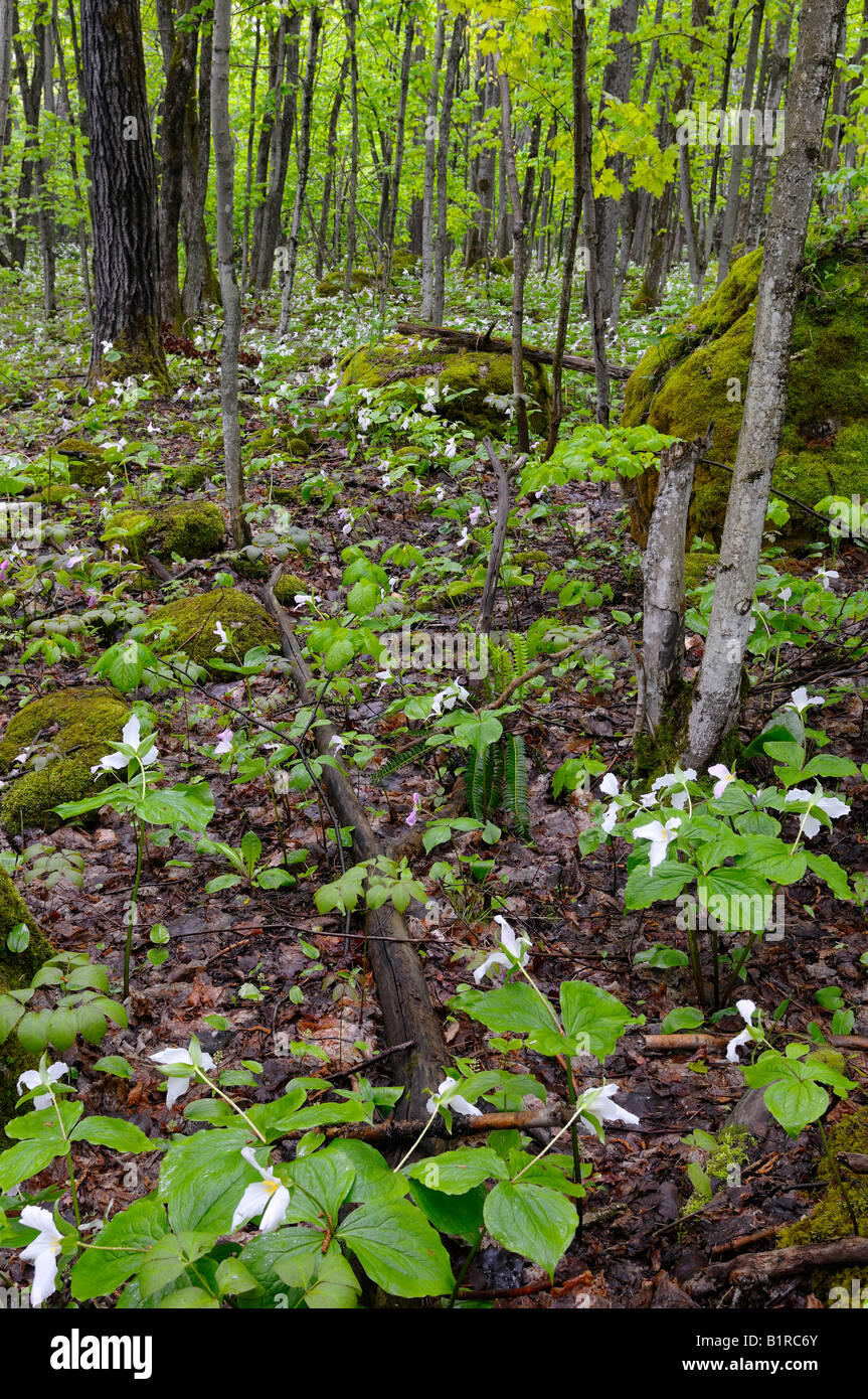 Deciduous forest carpeted with White Trillium in spring after a rainfall Bruce Peninsula Ontario Canada Stock Photo