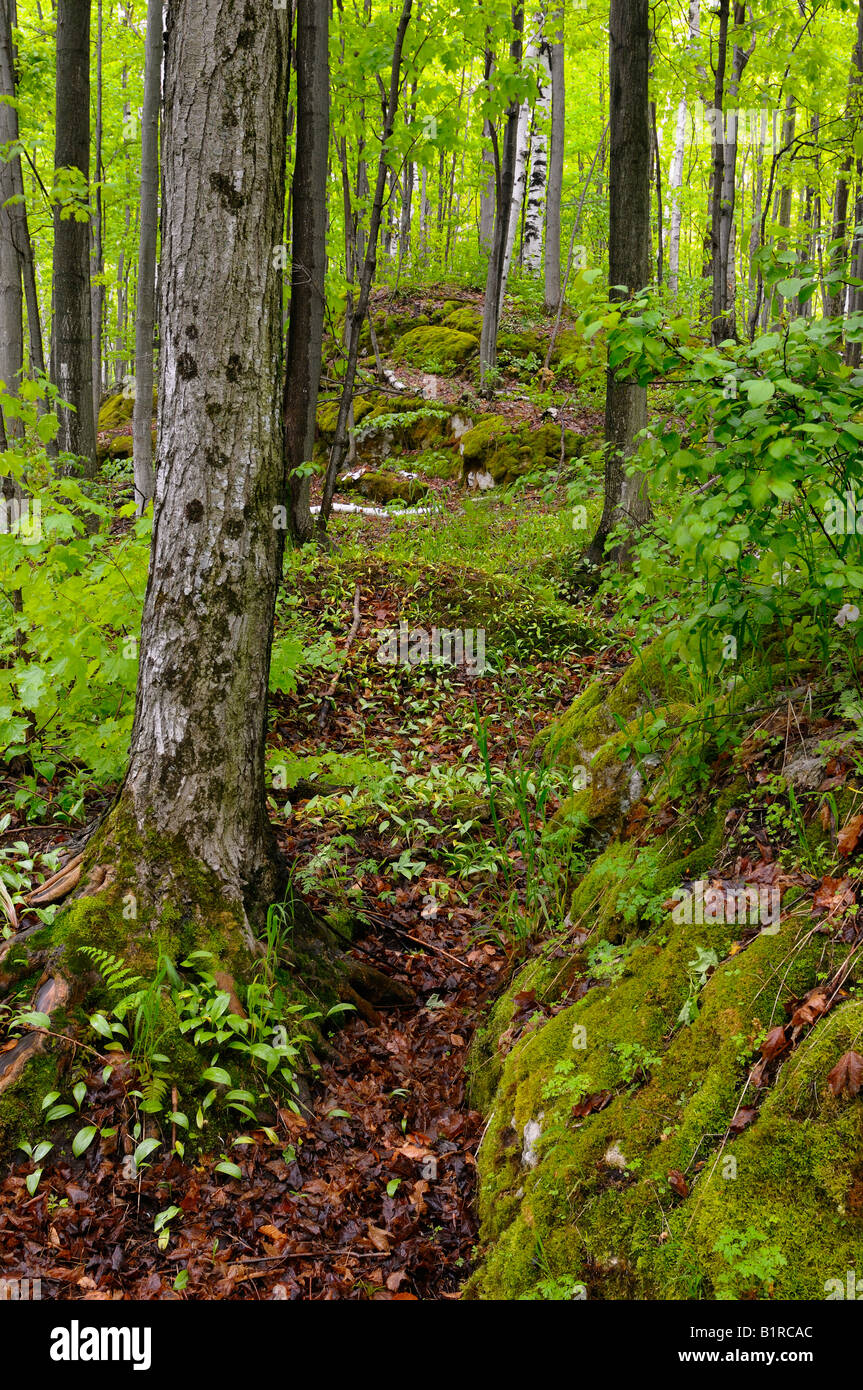 Deciduous forest on the Bruce Trail after a rainfall in spring Bruce Peninsula Ontario Stock Photo
