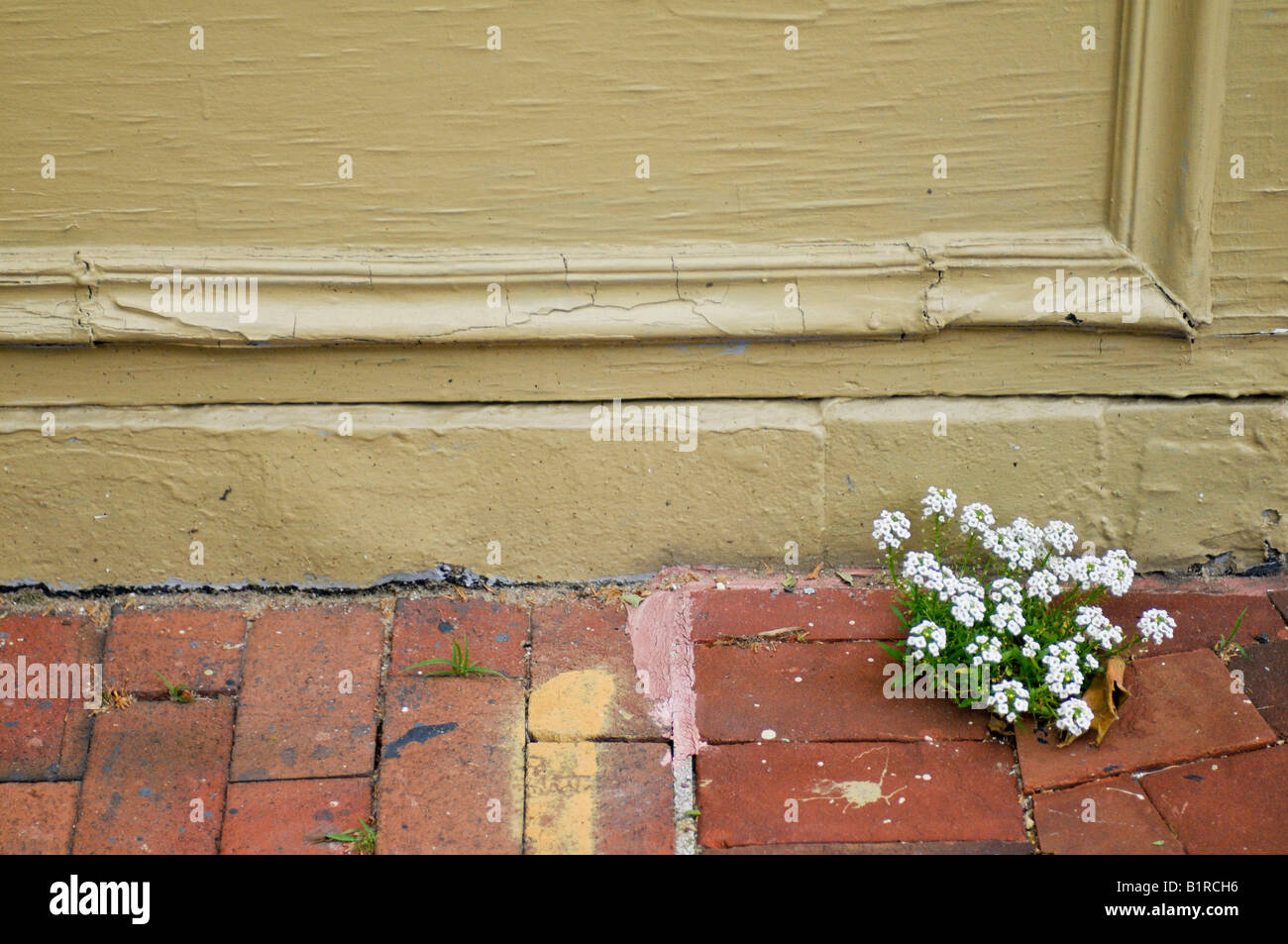 Flower growing out of pavement hi-res stock photography and images - Alamy