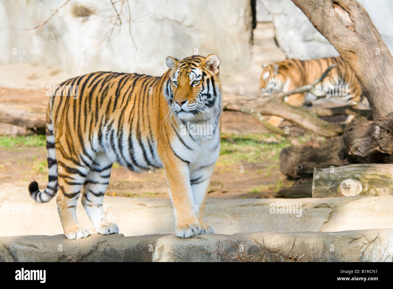 Tiger zoo hi-res stock photography and images - Alamy