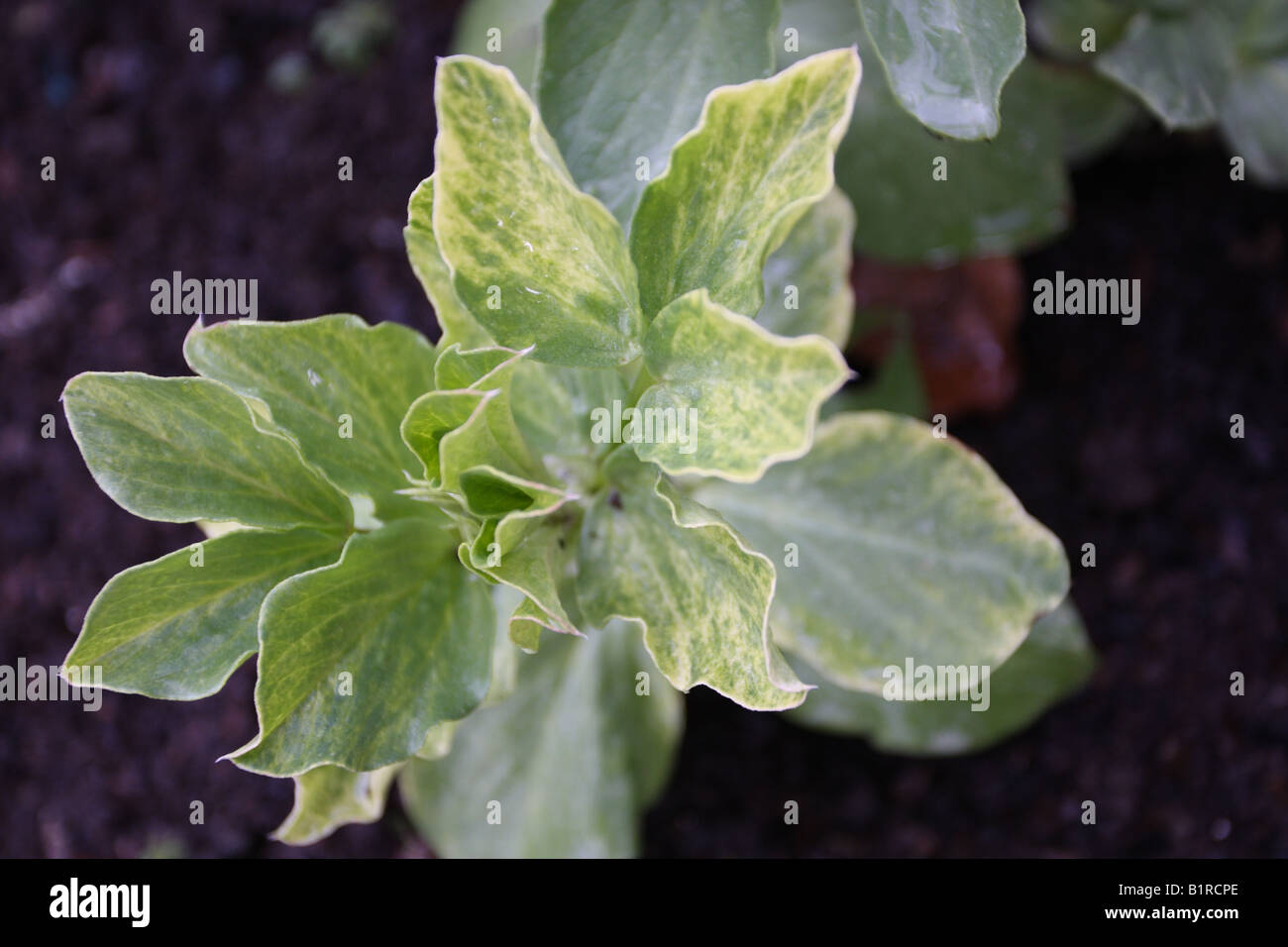 BROARD BEAN SHOWING SIGNS OF SEED BORNE VIRAL INFECTION Stock Photo