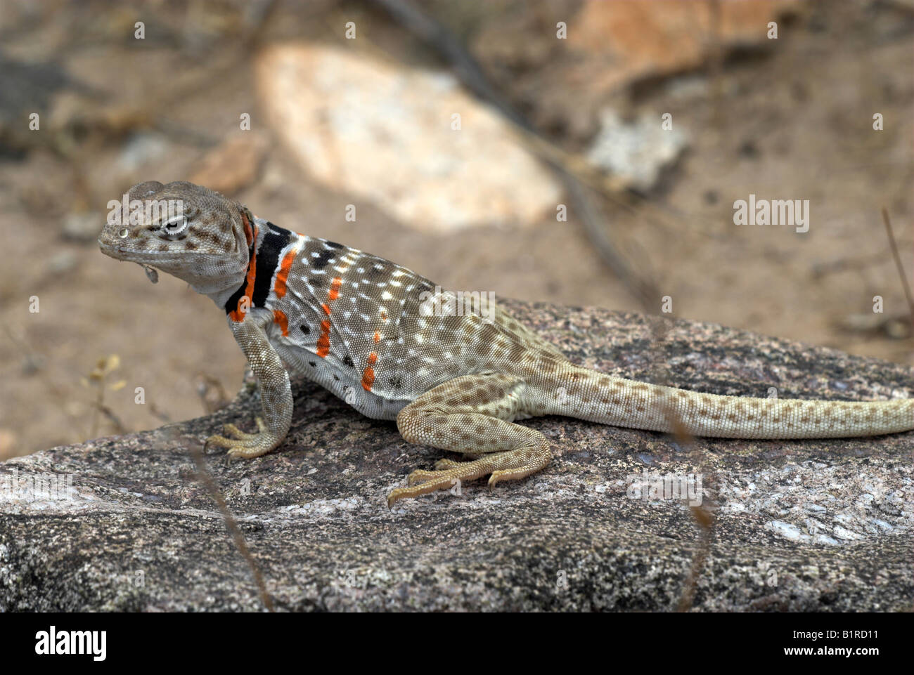 A gravid female Great Basin Collared Lizard, Arizona, USA Stock Photo