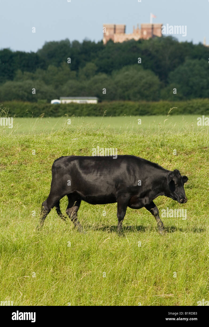 Grazing Cattle and Tattershall Castle Lincolnshire Stock Photo Alamy