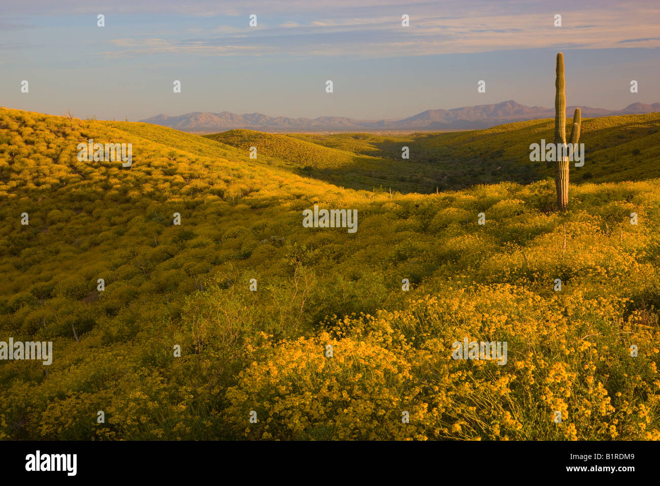 Wildflowers primarily Brittlebush at McDowell Mountain Regional Park