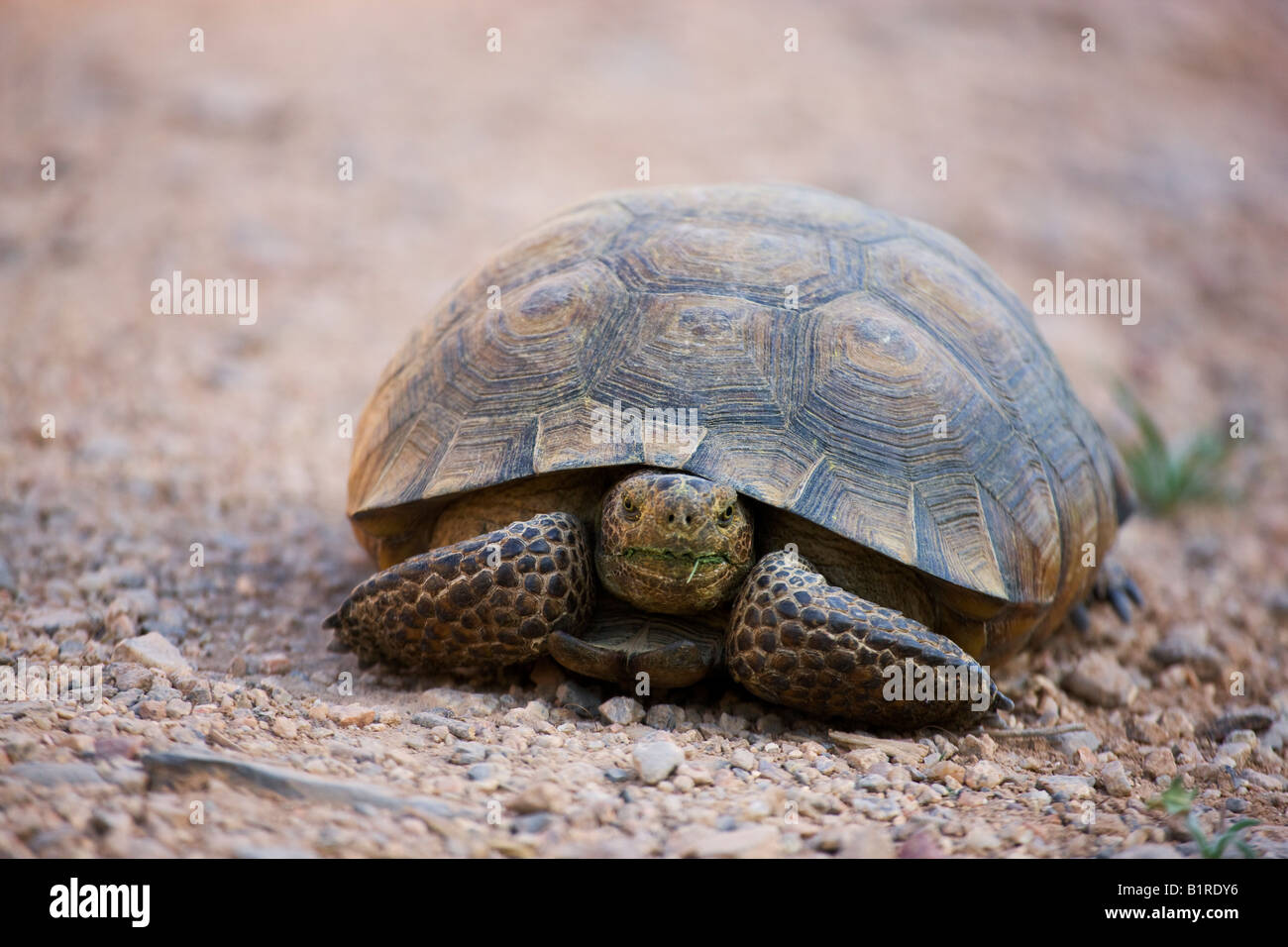 A desert tortoise Gopherus agassizii McDowell Mountain Regional Park near Fountain Hills outside of Phoenix Arizona Stock Photo